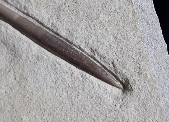 Hibolithes semisulcatus (MNSTER 1830) - Bild © FossNet FossilienStore